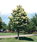 Japanese Tree Lilac 'Ivory Silk'