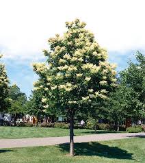 Japanese Tree Lilac 'Ivory Silk'