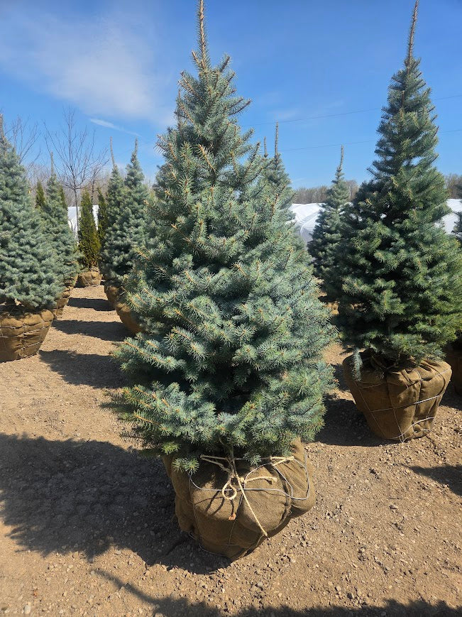 Blue Diamond Spruce