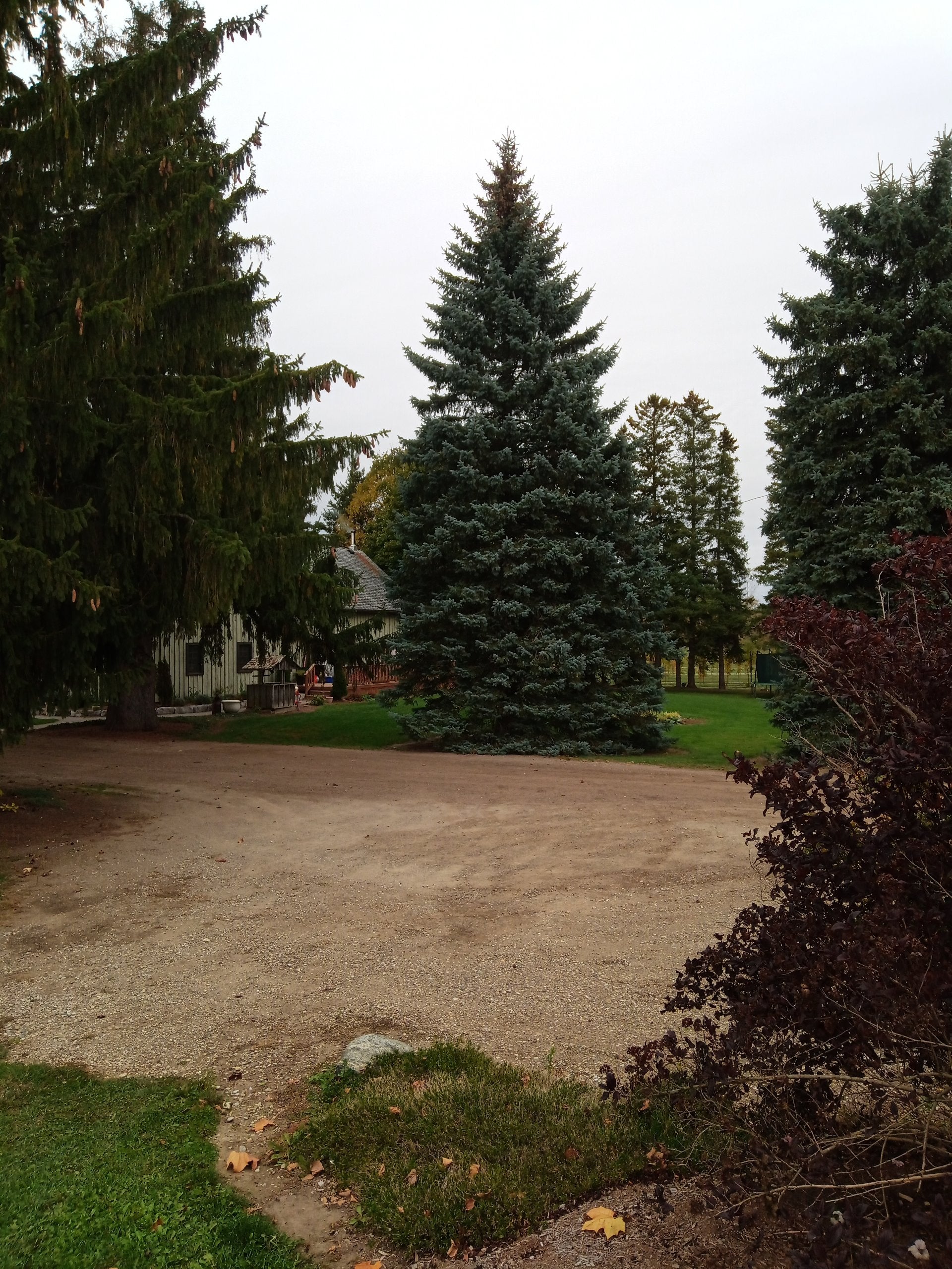 Colorado Spruce