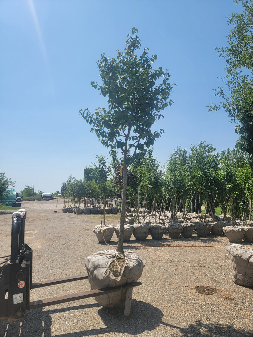 Japanese Tree Lilac 'Ivory Silk'