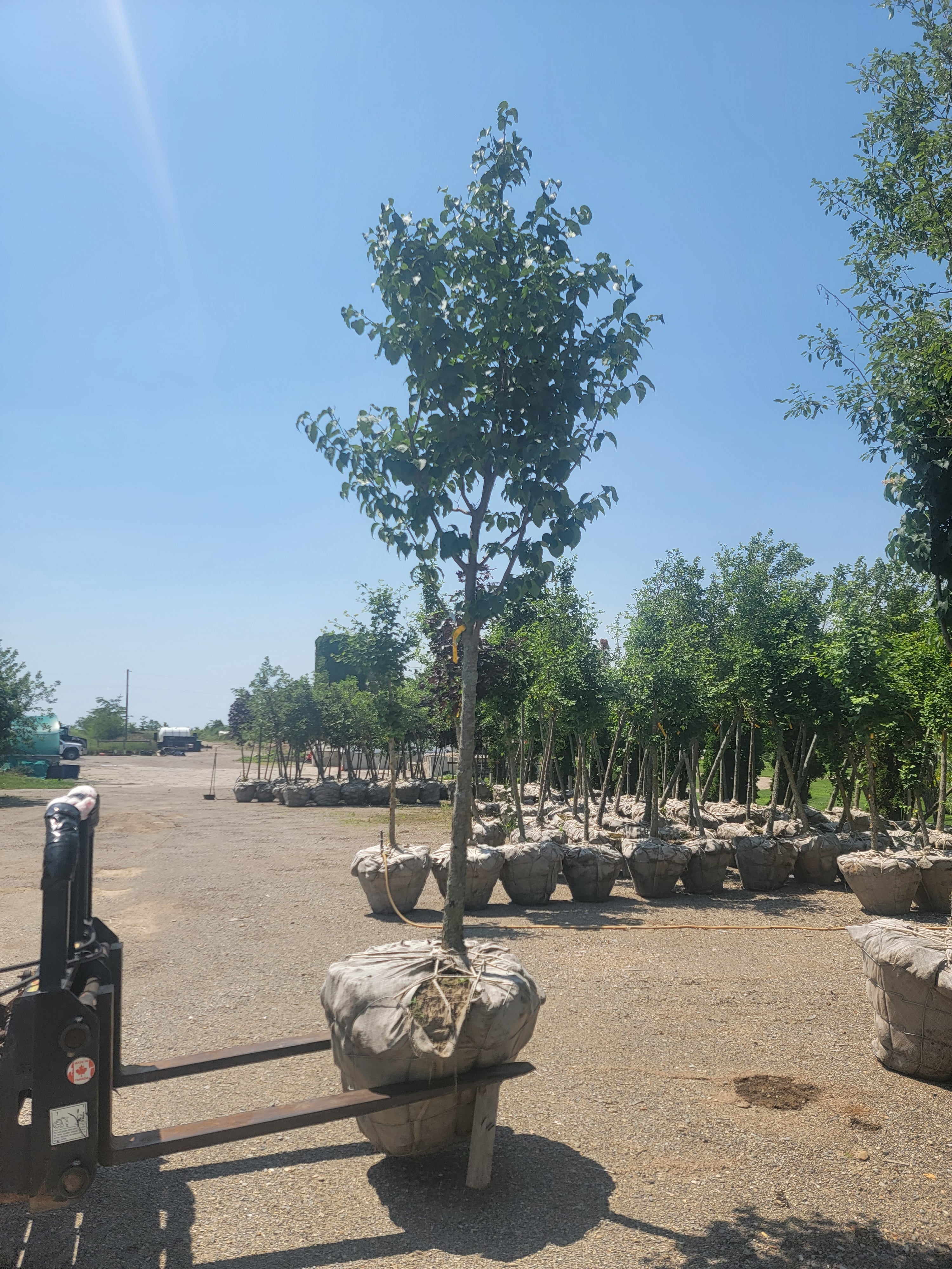 Japanese Tree Lilac 'Ivory Silk'