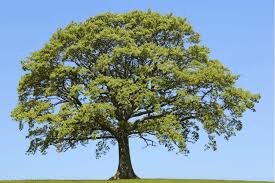 English Oak