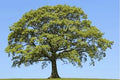 English Oak