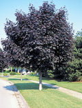 Crimson King Maple