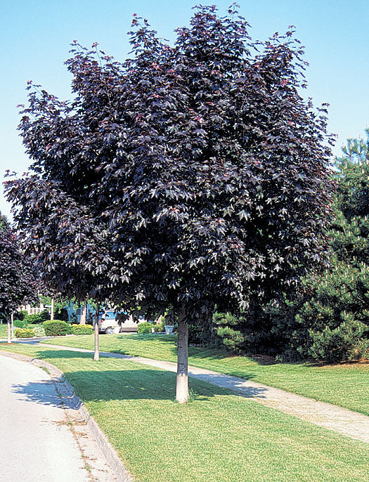 Crimson King Maple