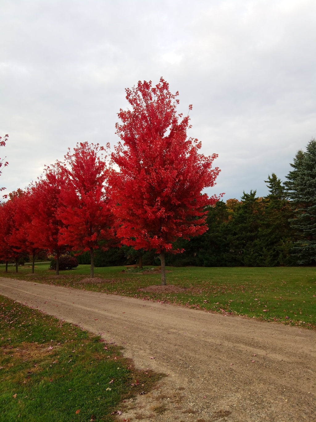 Autumn Blaze Maple
