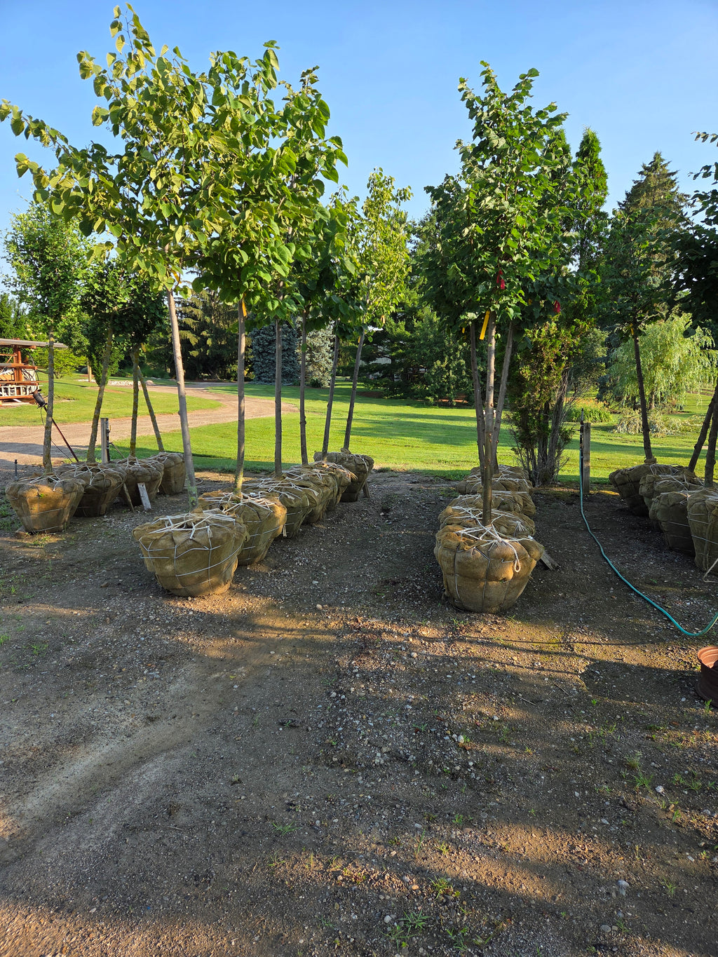 Swamp White Oak