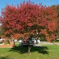 Flame Amur Maple