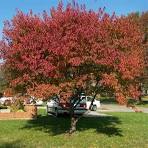 Flame Amur Maple