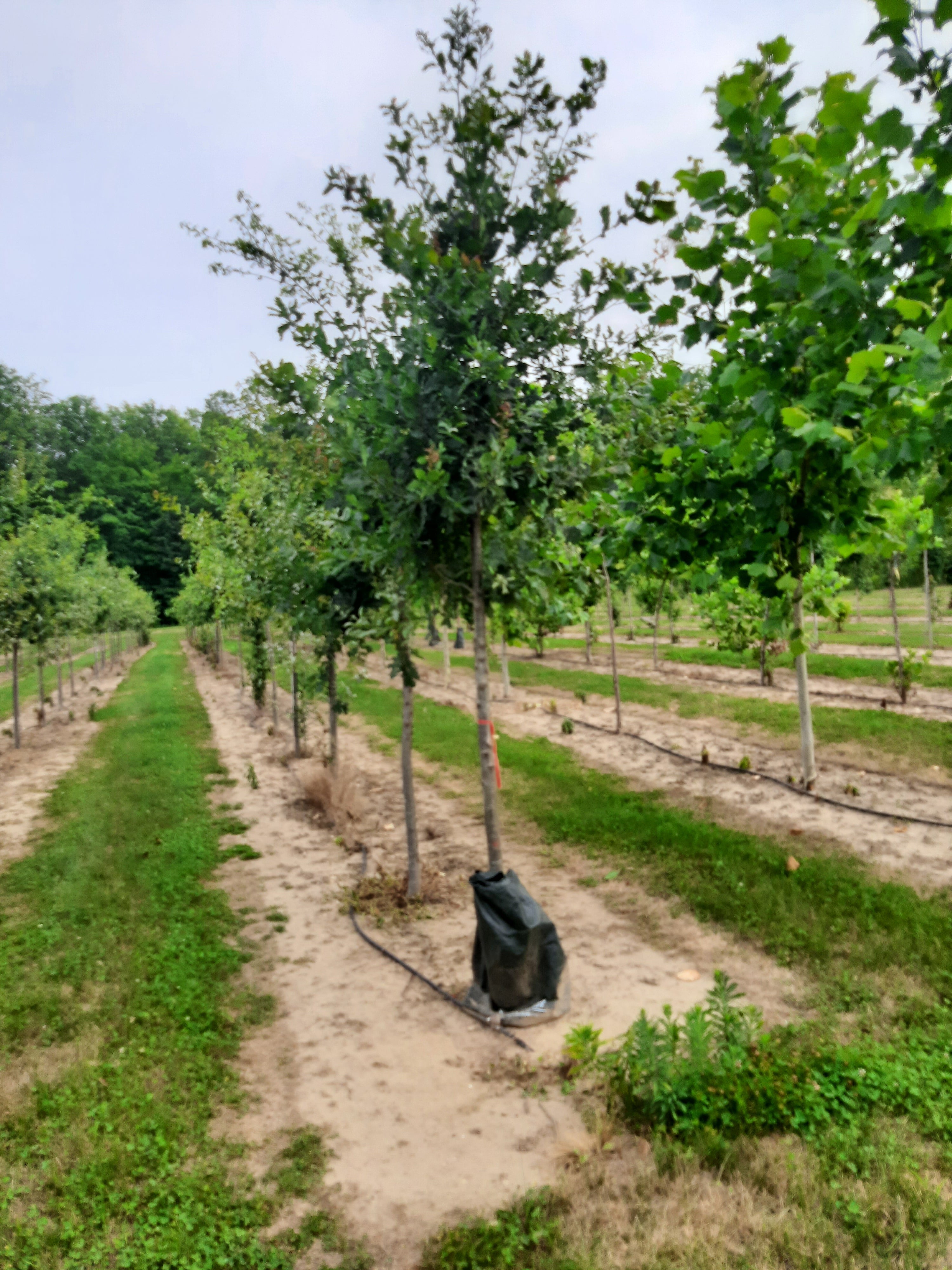 Swamp White Oak