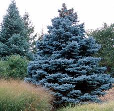 Blue Diamond Spruce