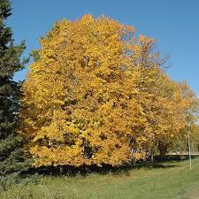 Basswood