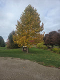 London Plane