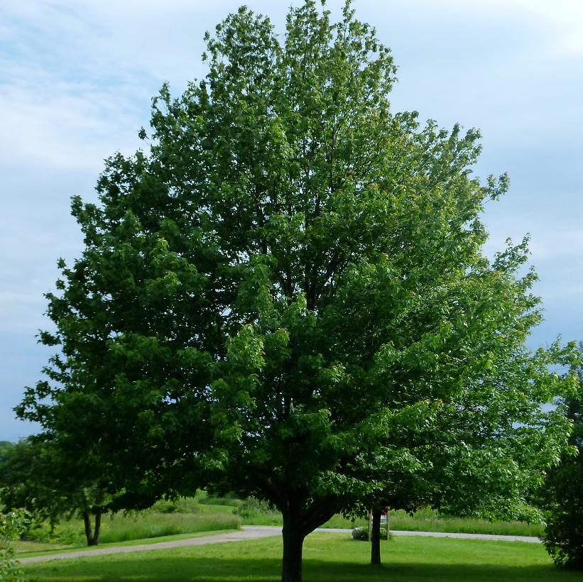 Red Maple