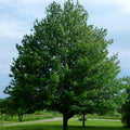Red Maple