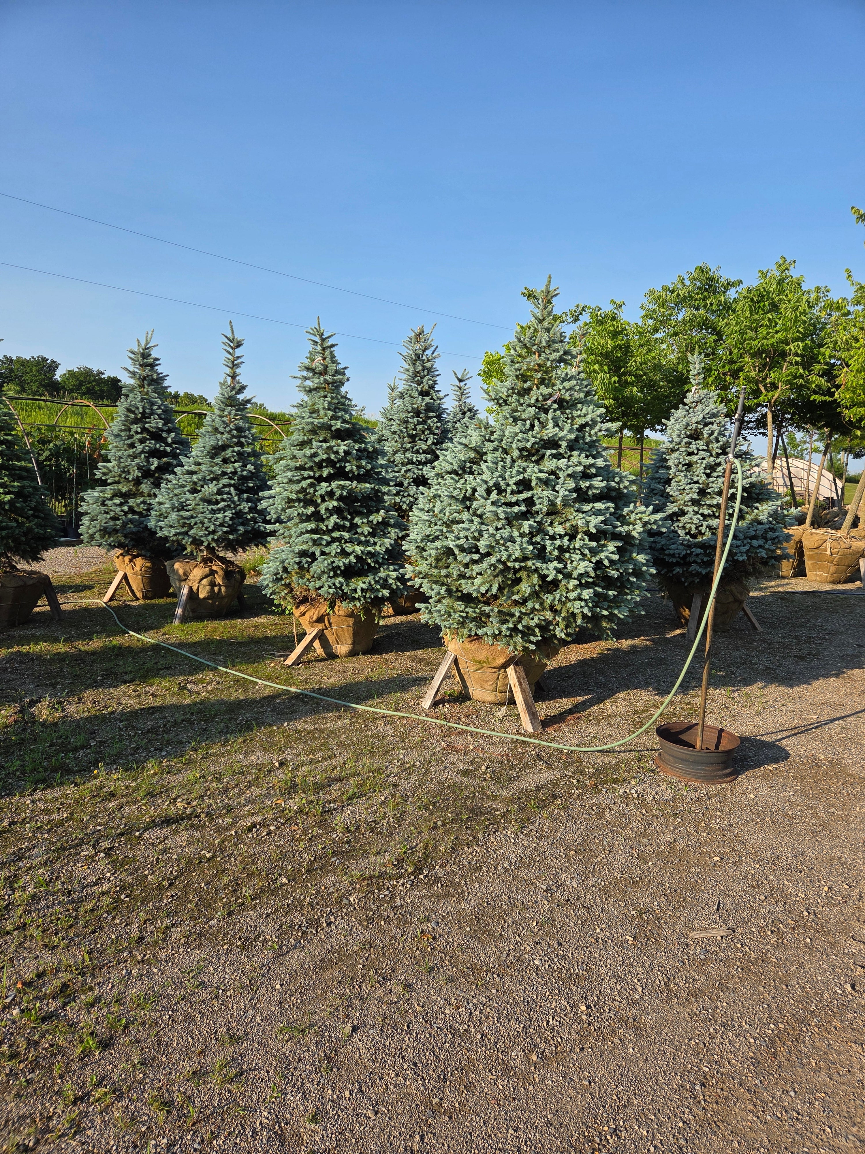 Colorado Spruce