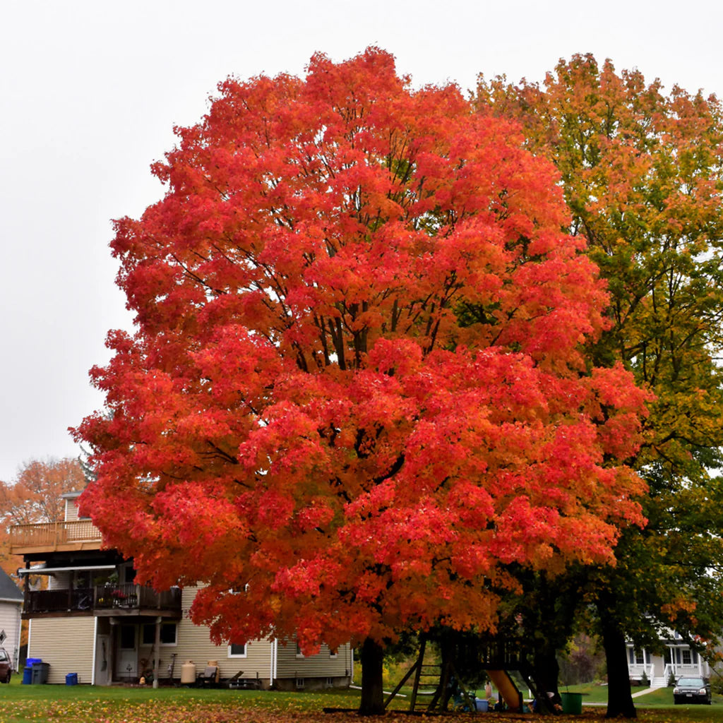 Green Mountain Sugar Maple