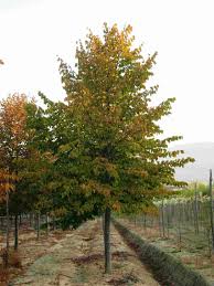 Basswood