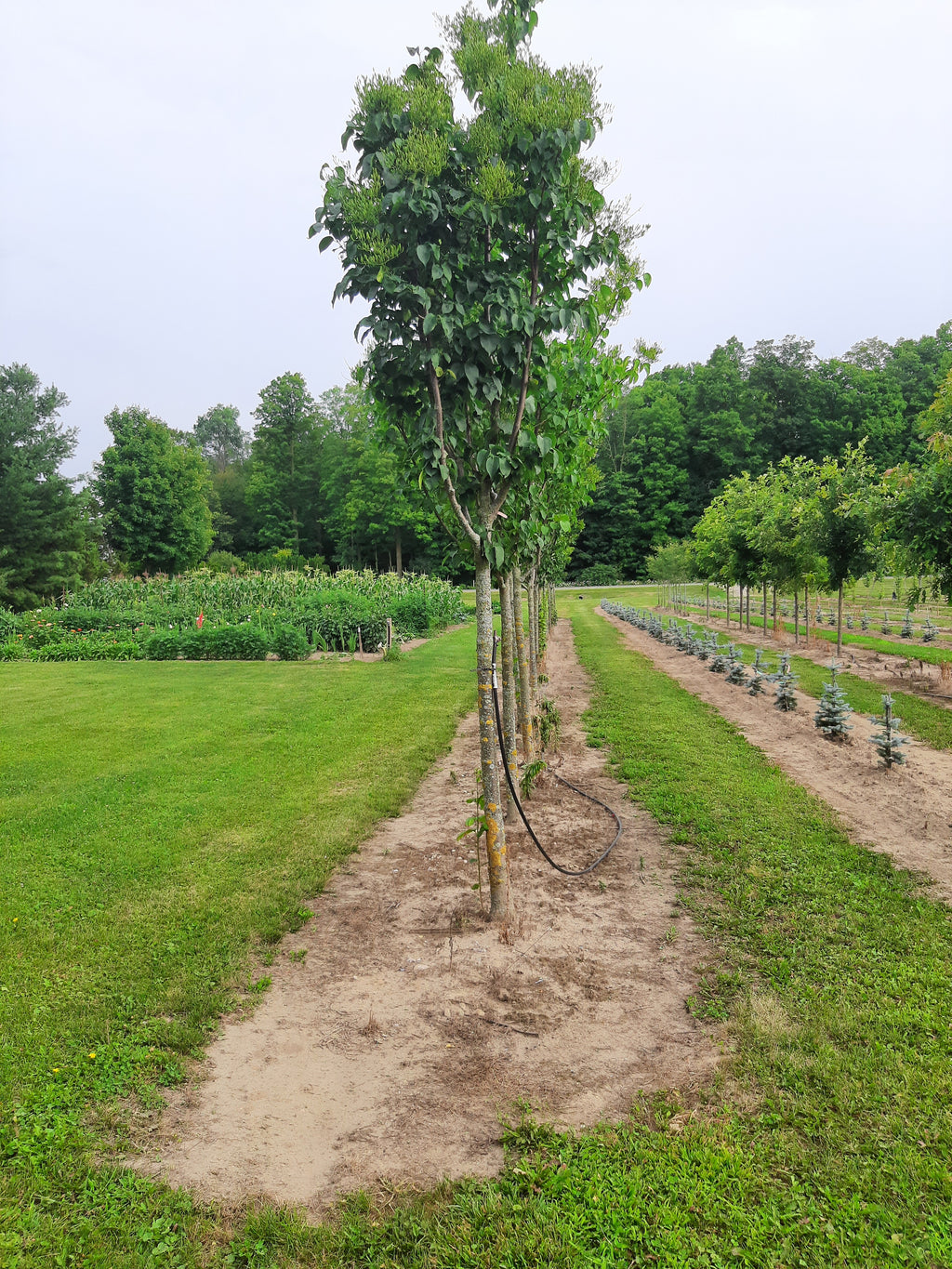 Japanese Tree Lilac 'Ivory Silk'