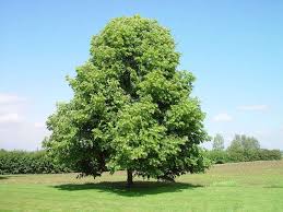 Little Leaf Linden
