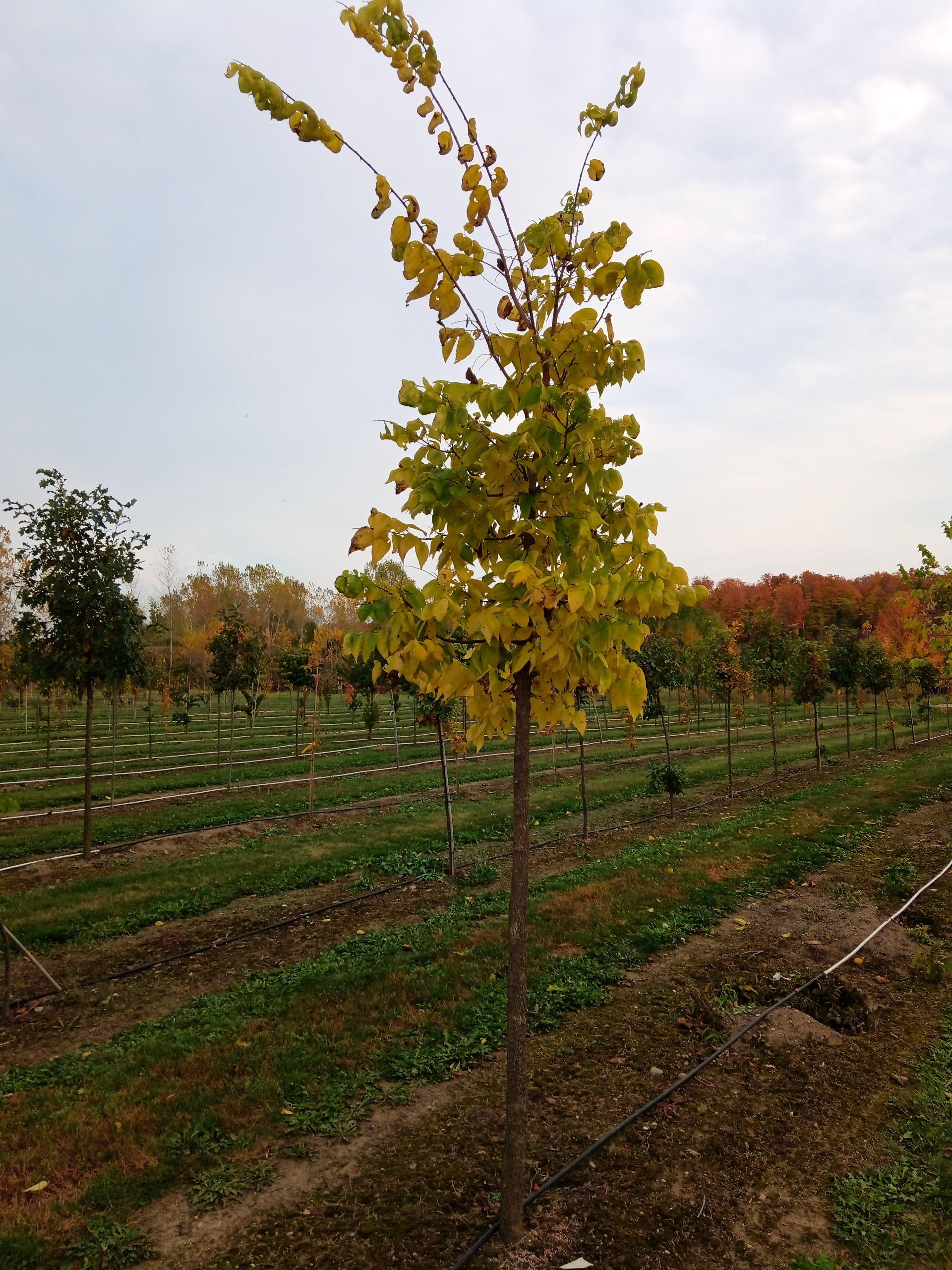 Northern Hackberry