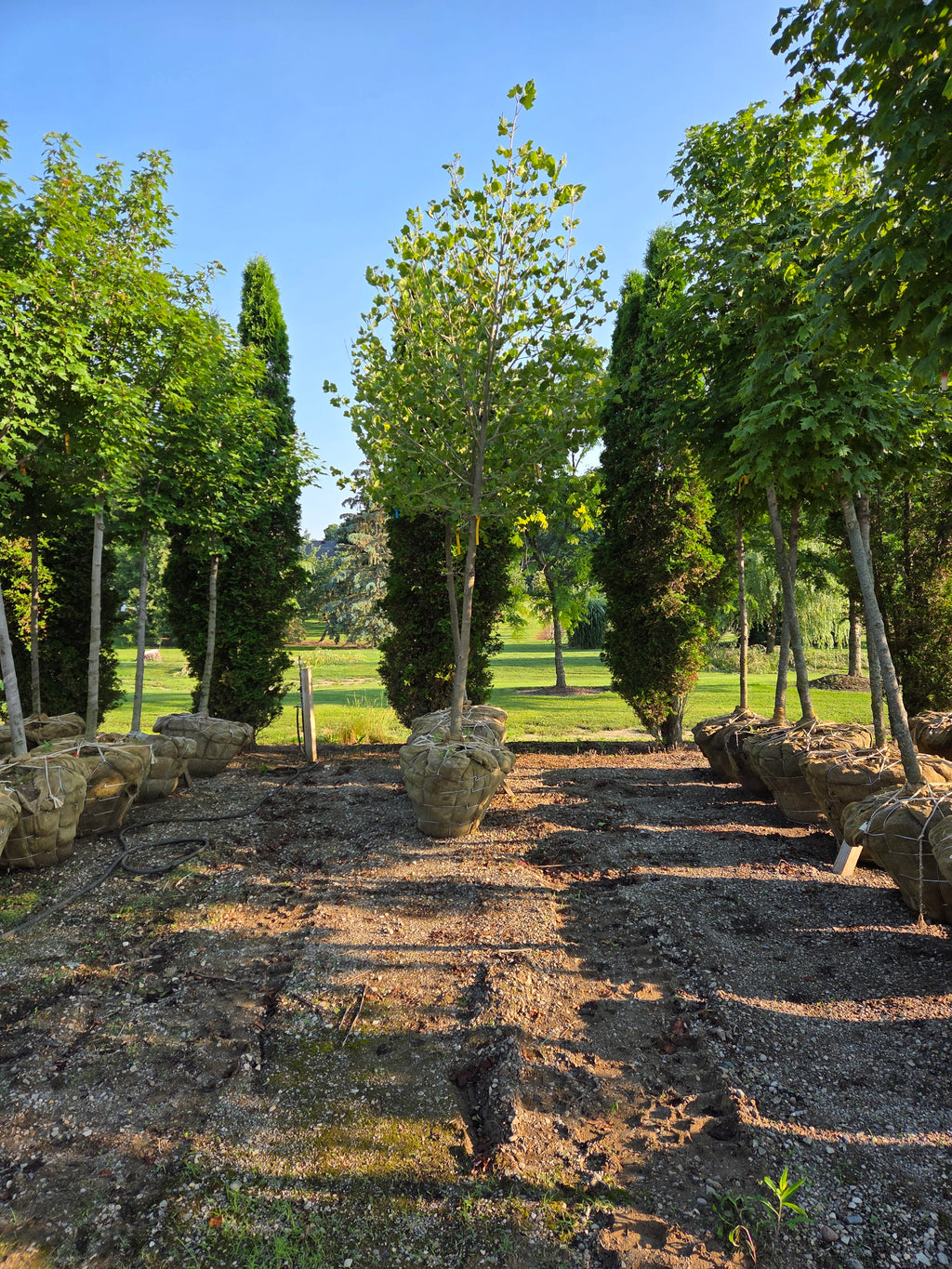 London Plane
