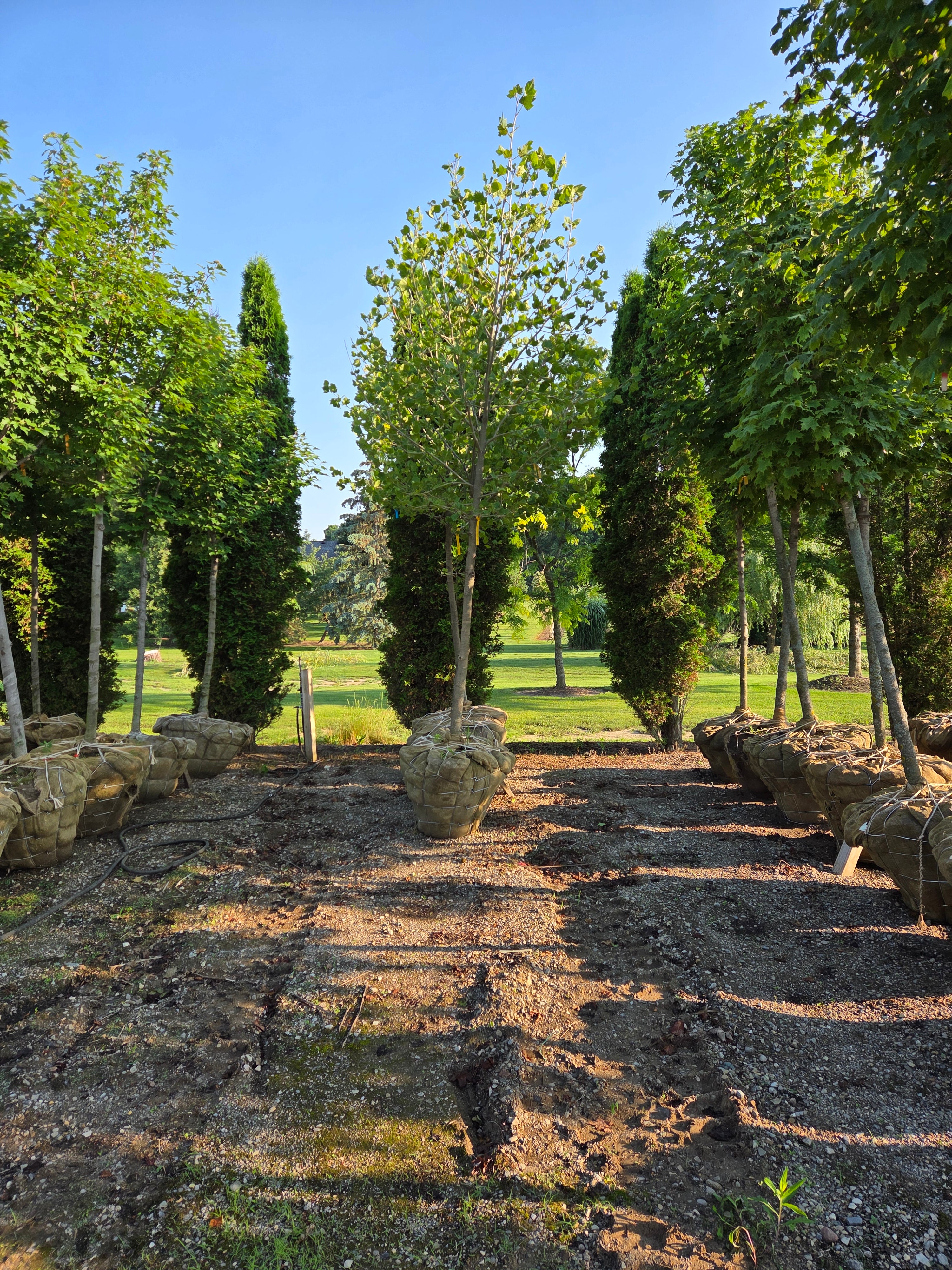 London Plane