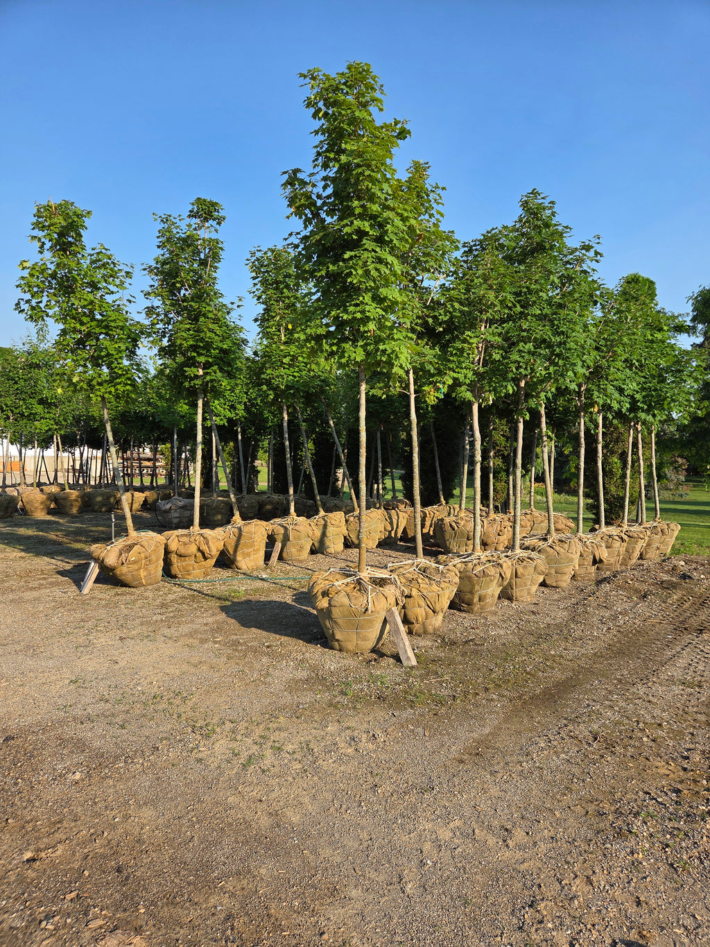 Green Mountain Sugar Maple