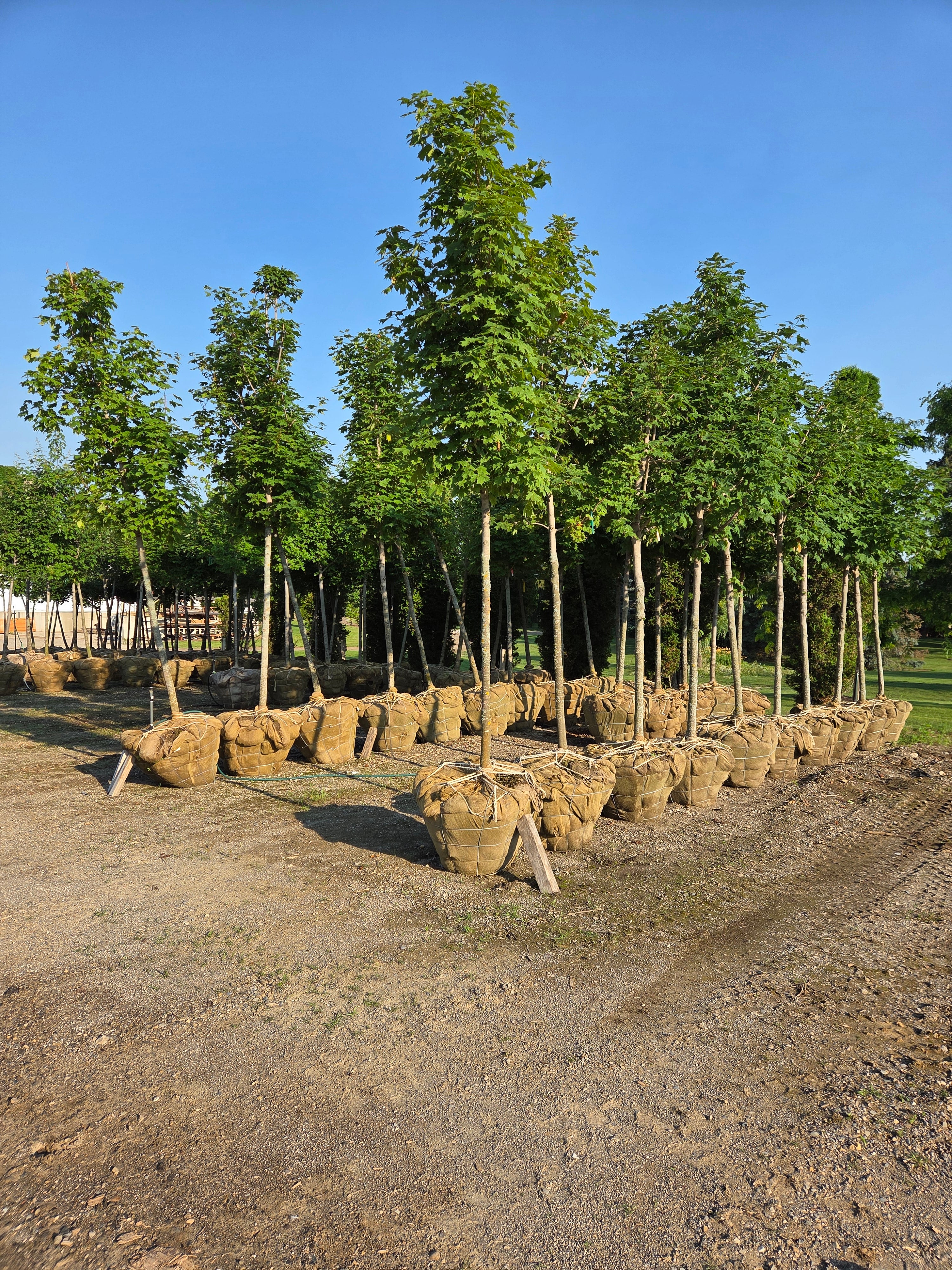 Green Mountain Sugar Maple