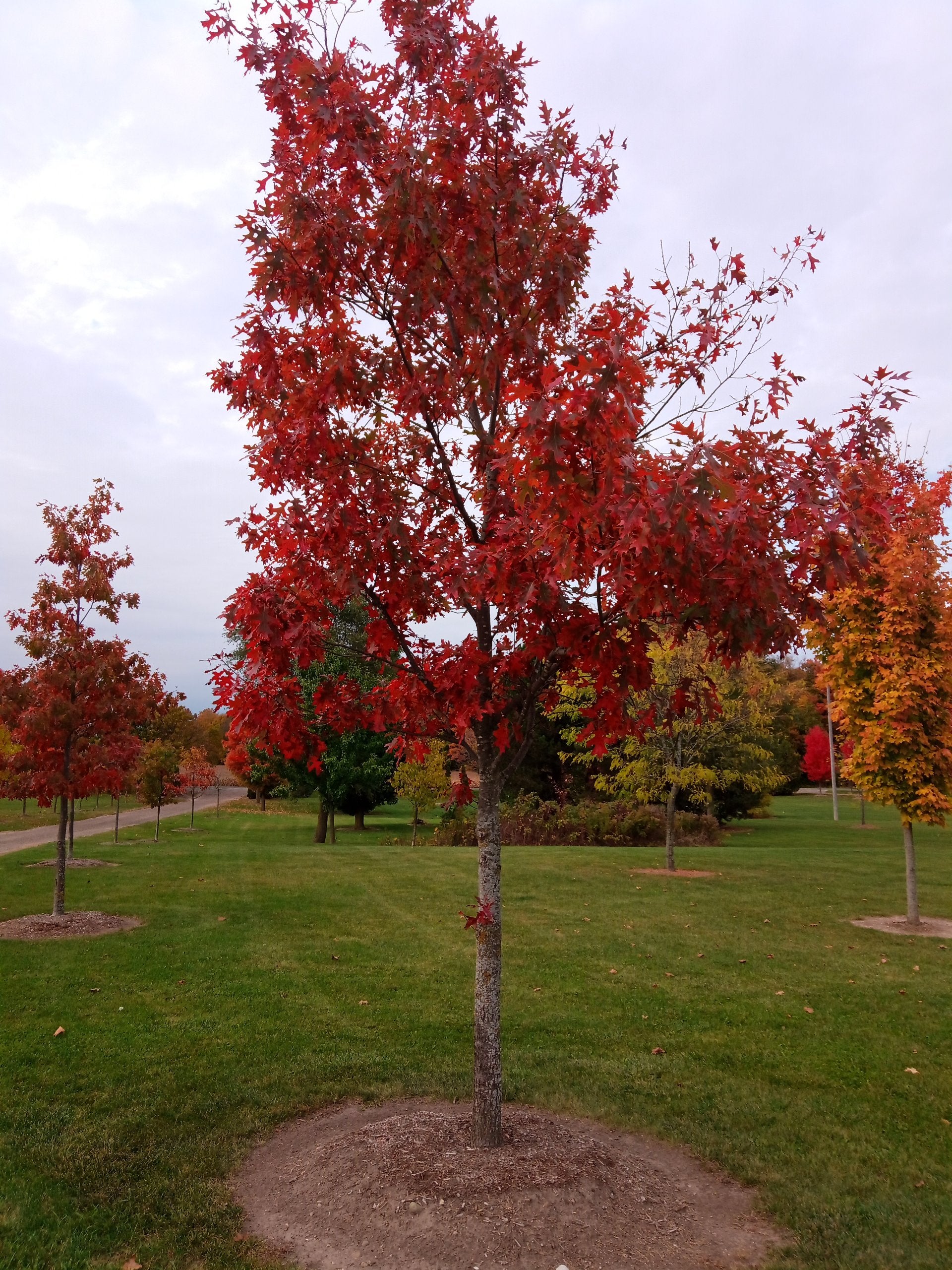 Red Oak
