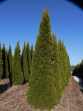 Emerald Cedar