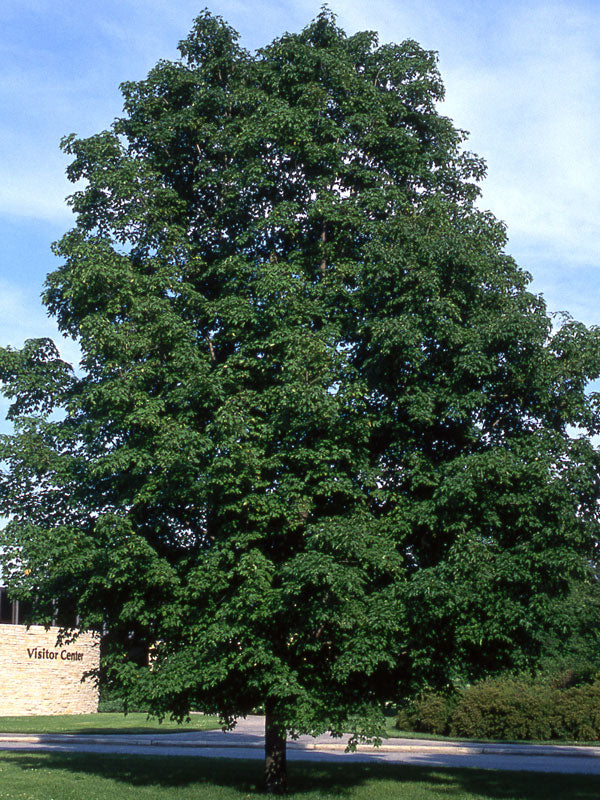 Green Mountain Sugar Maple