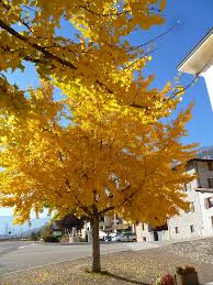 Autumn Gold Ginkgo