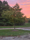 Red Oak