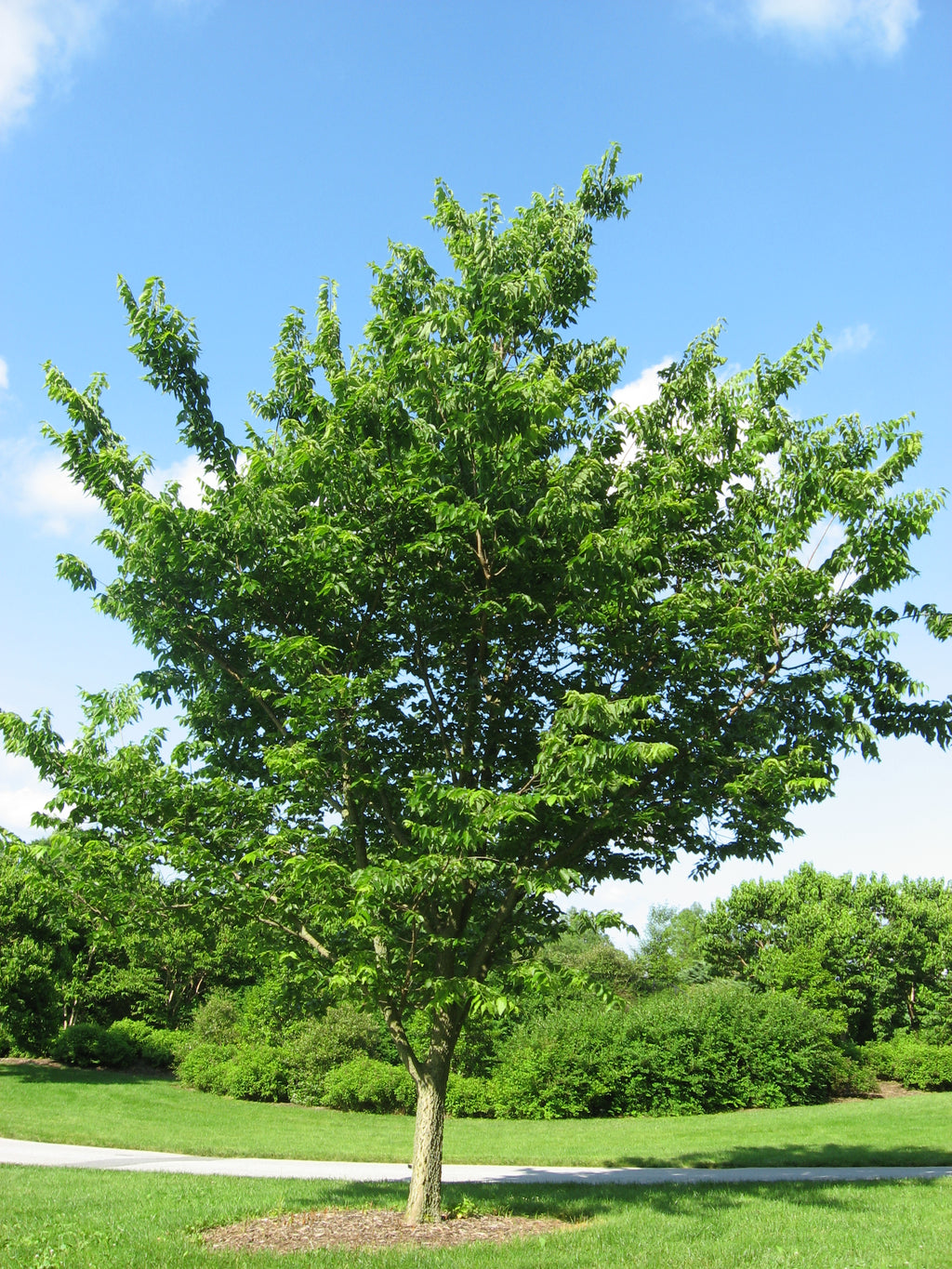 Northern Hackberry