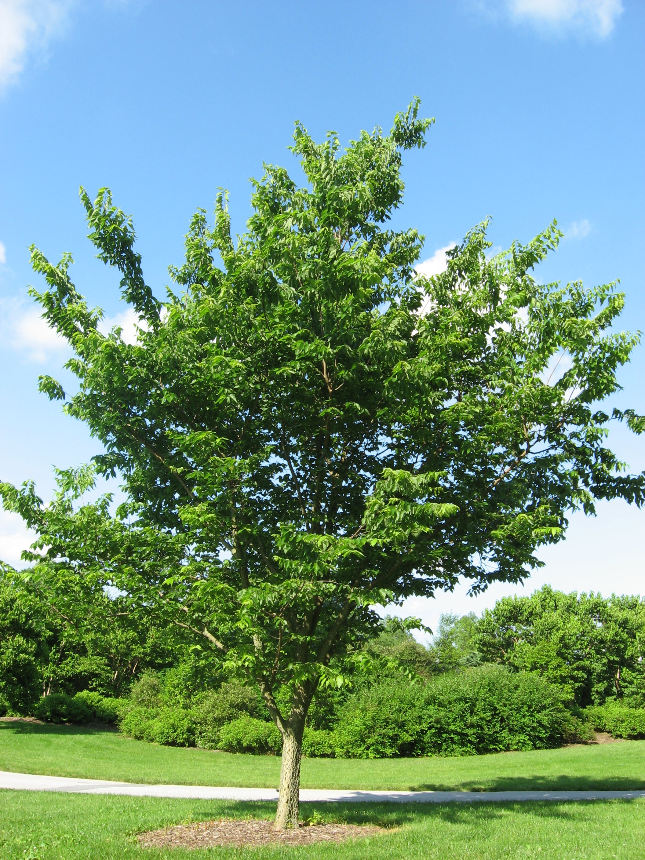 Northern Hackberry