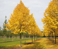 Little Leaf Linden