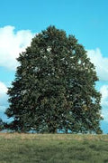 Basswood