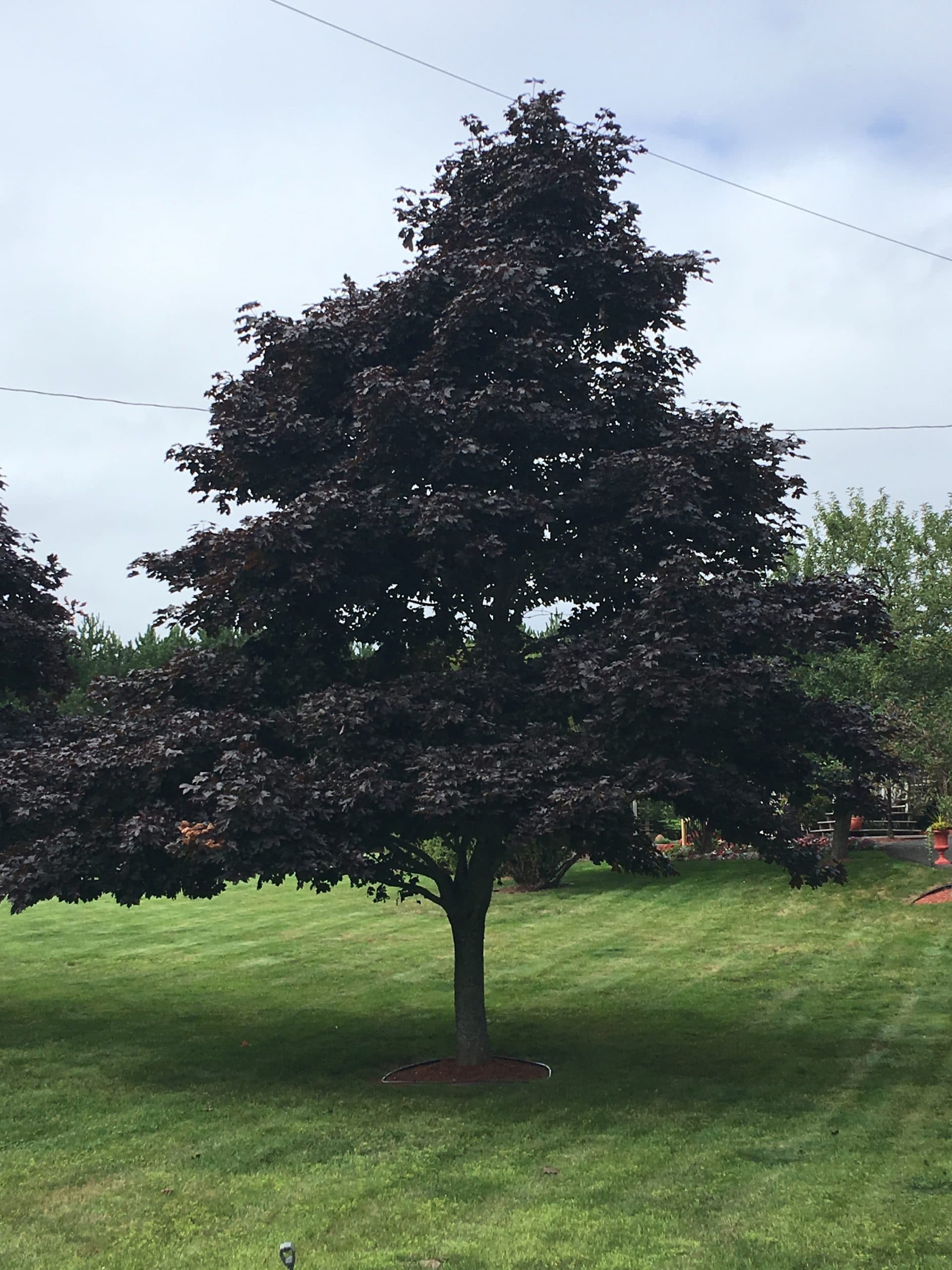 Crimson King Maple