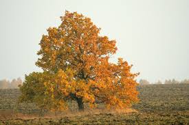 English Oak
